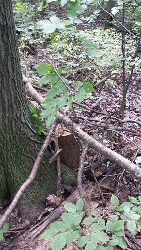 Le bucheron numismate - La bûche dans la forêt