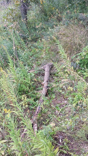 La couleuvre - cache 2