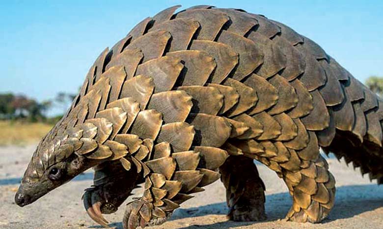 Le pangolin 0